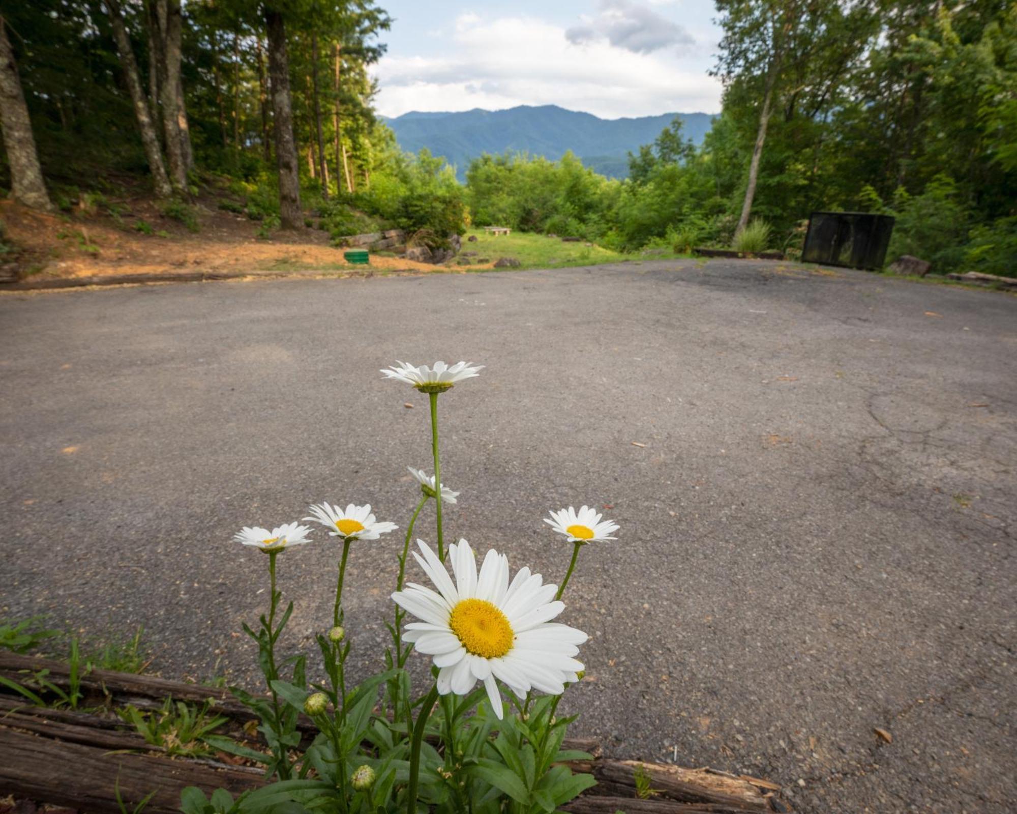 Real Log Cabin With Amazing Views, Hot Tub, Sauna, Games Gatlinburg Ngoại thất bức ảnh