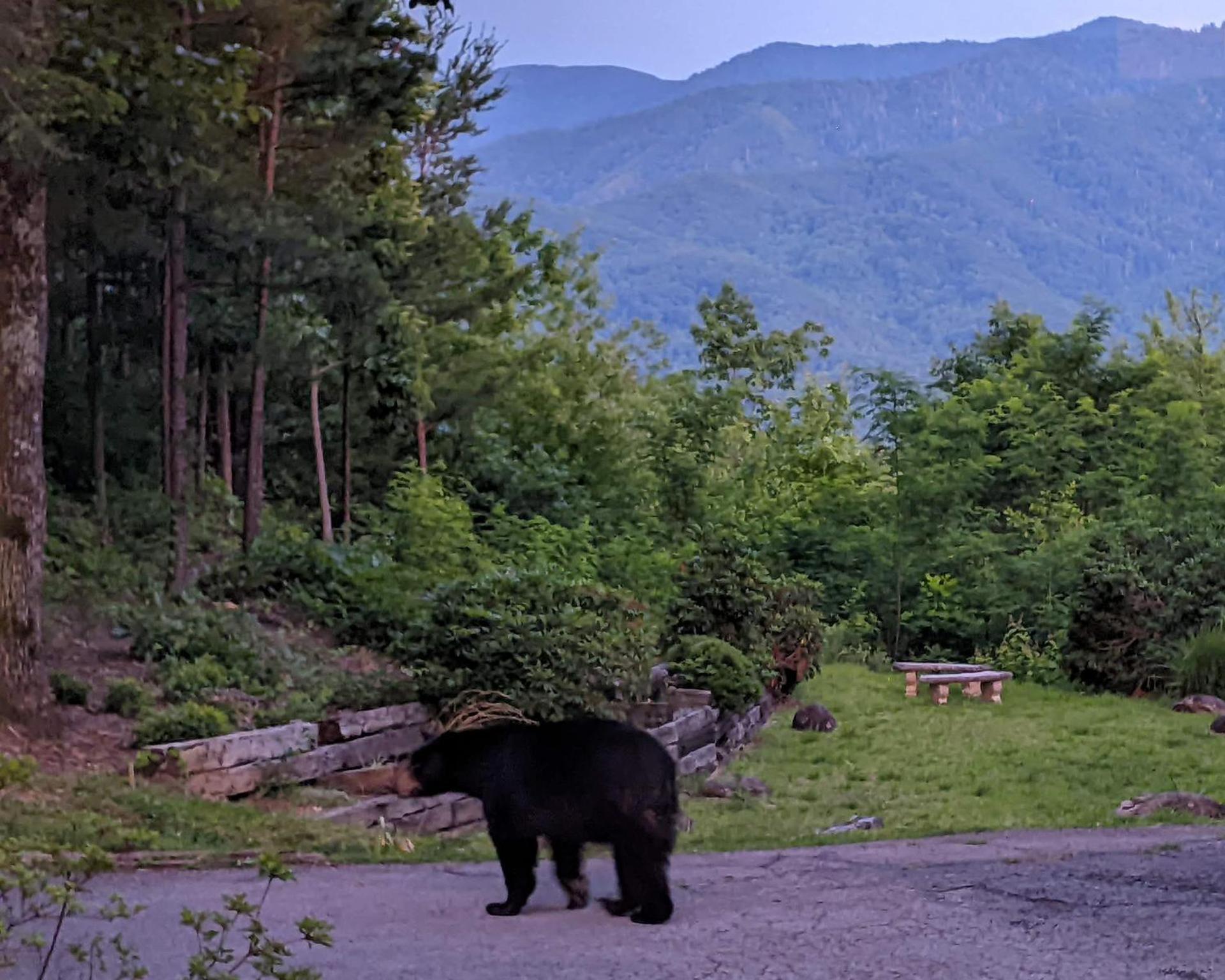 Real Log Cabin With Amazing Views, Hot Tub, Sauna, Games Gatlinburg Ngoại thất bức ảnh